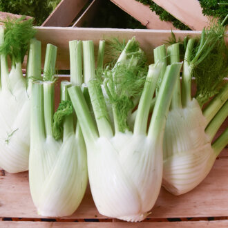Frischekiste Fenchel AUSVERKAUFT