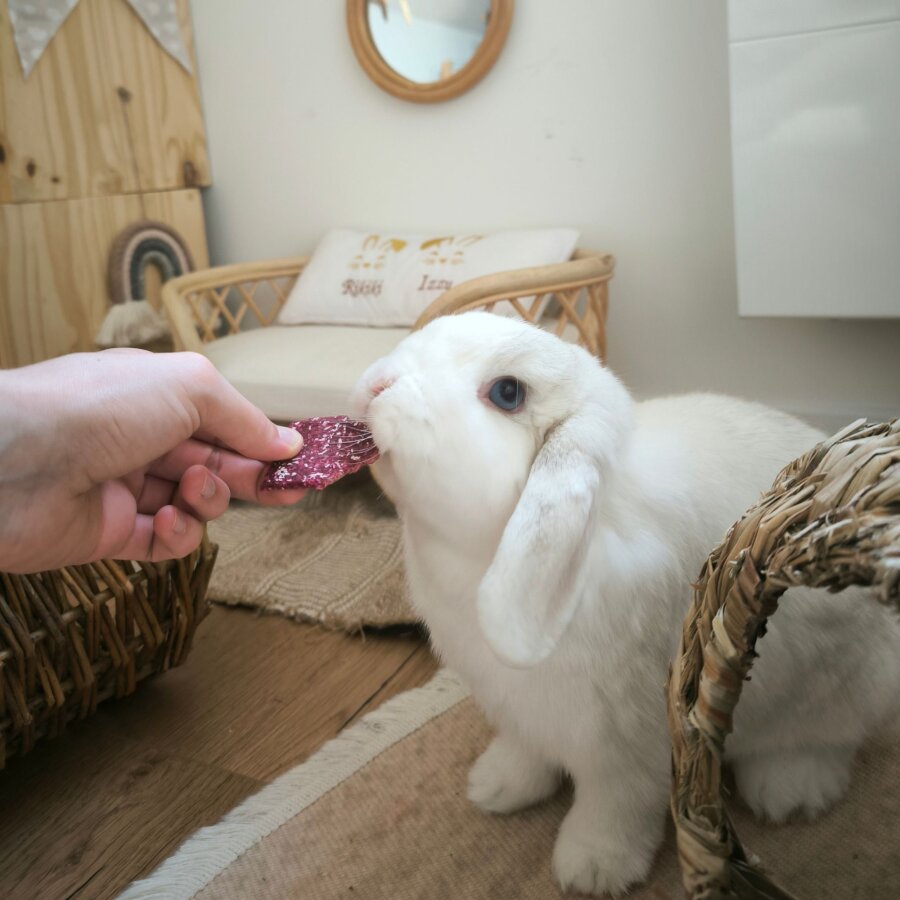 grünhopper Hopps Kokos Apfel