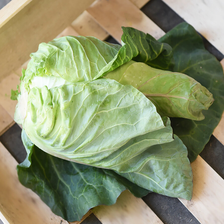 Frischekiste Spitzkohl