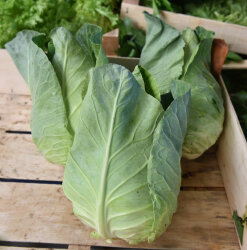 Frischekiste Spitzkohl