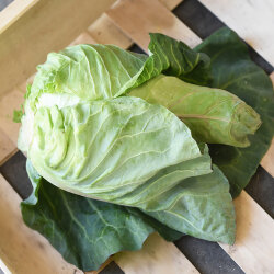 Frischekiste Spitzkohl