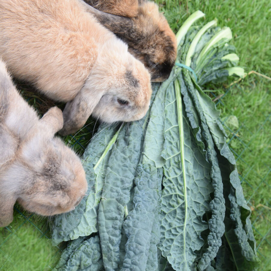 Frischekiste Schwarzkohl/ Palmkohl