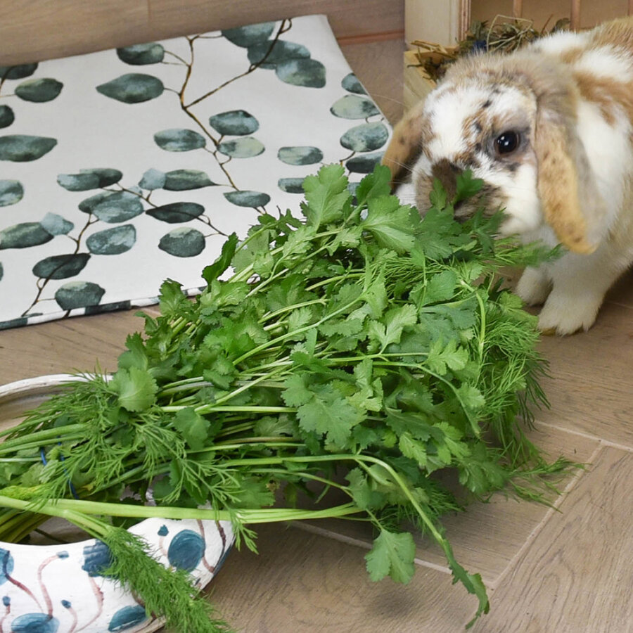 Frischekiste Koriander