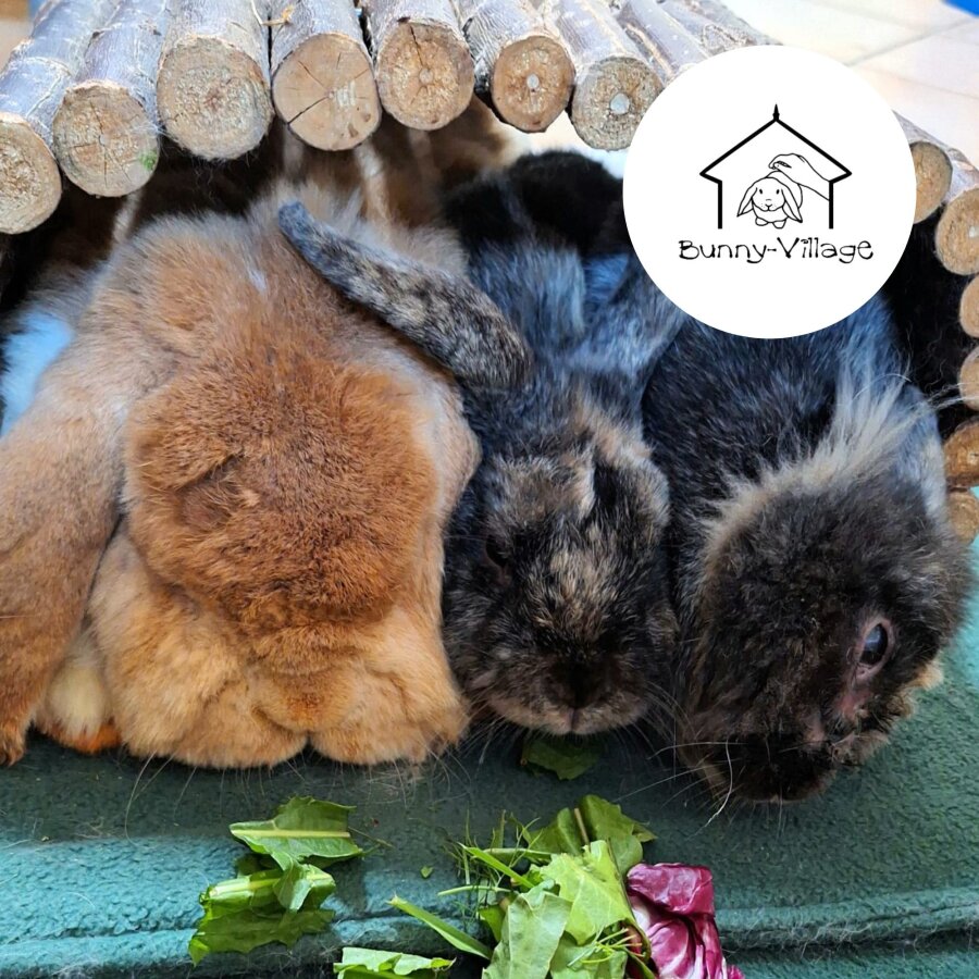 Spendenaktion - 23818 Bunny-Village Schleswig-Holstein