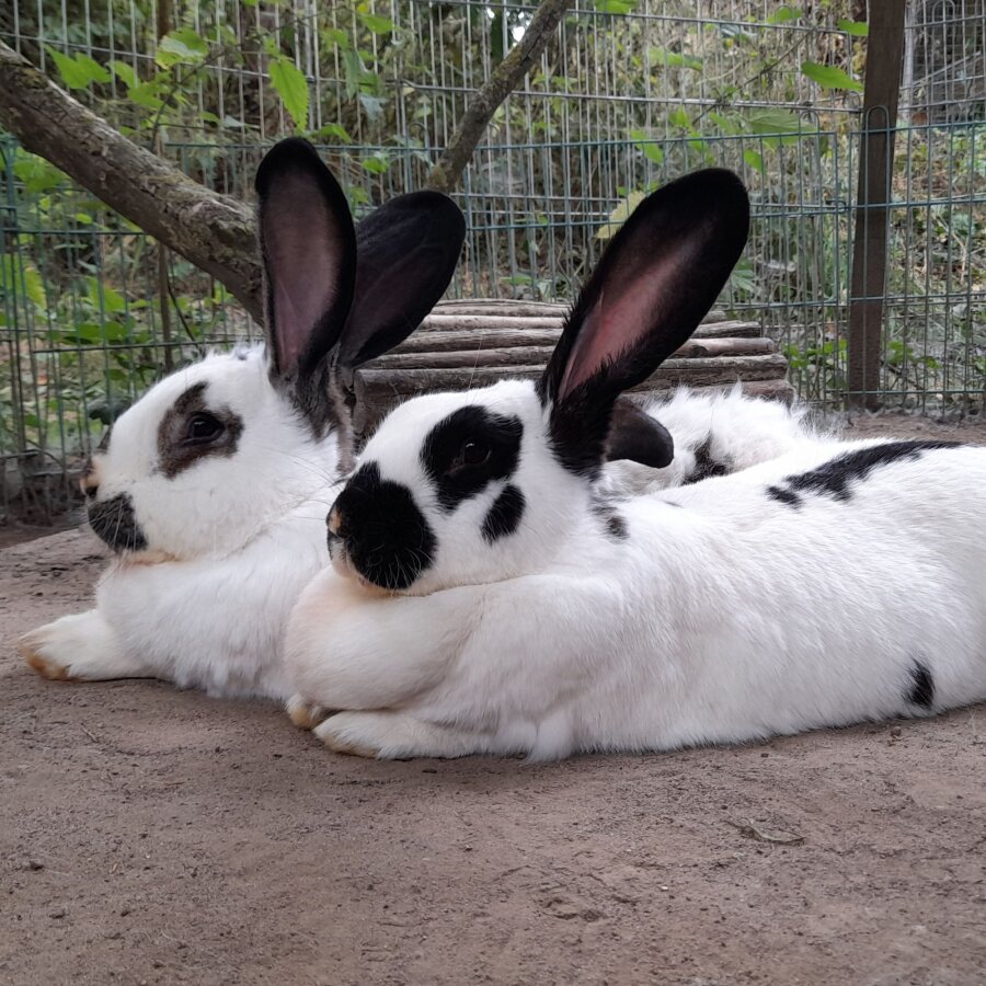 Spendenaktion - 23818 Bunny-Village Schleswig-Holstein