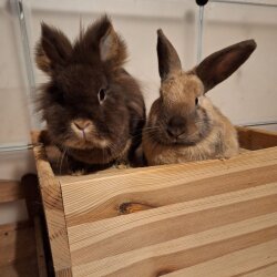 Spendenaktion - 23818 Bunny-Village Schleswig-Holstein