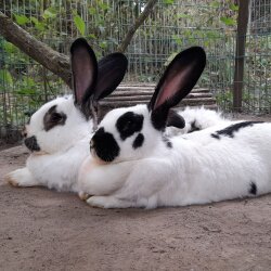 Spendenaktion - 23818 Bunny-Village Schleswig-Holstein