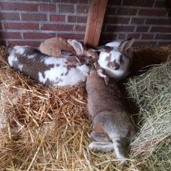 Spendenaktion - 23818 Bunny-Village Schleswig-Holstein