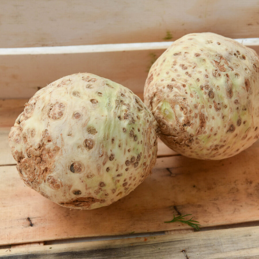 Frischekiste Knollensellerie