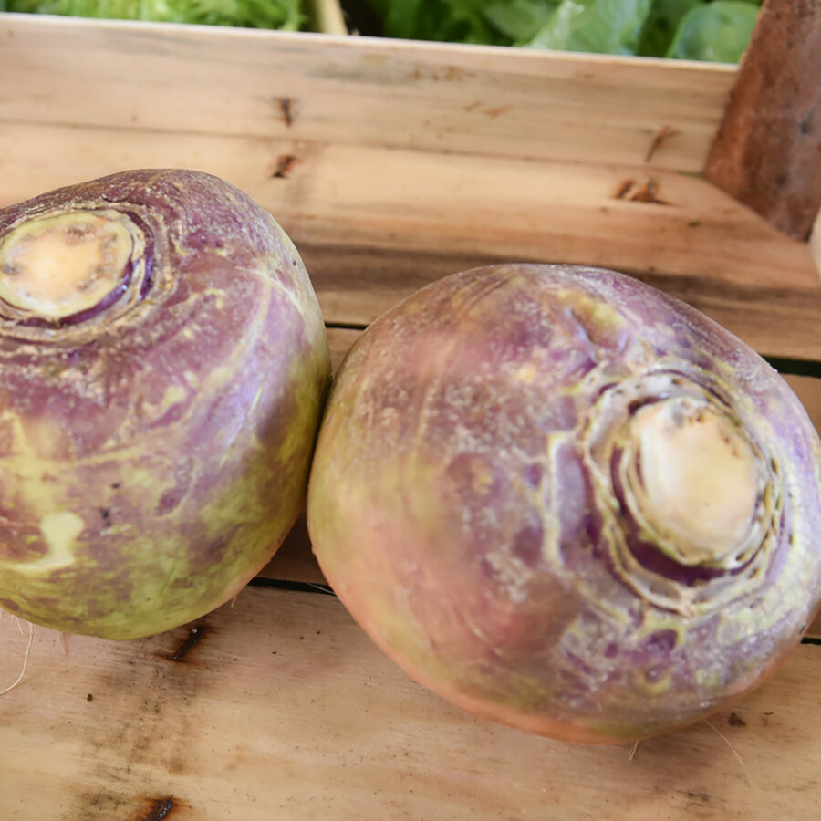 Frischekiste Steckrübe