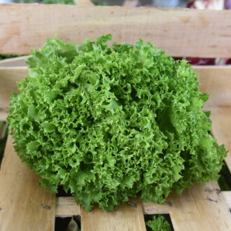 Frischekiste Lollo Salat AUSVERKAUFT
