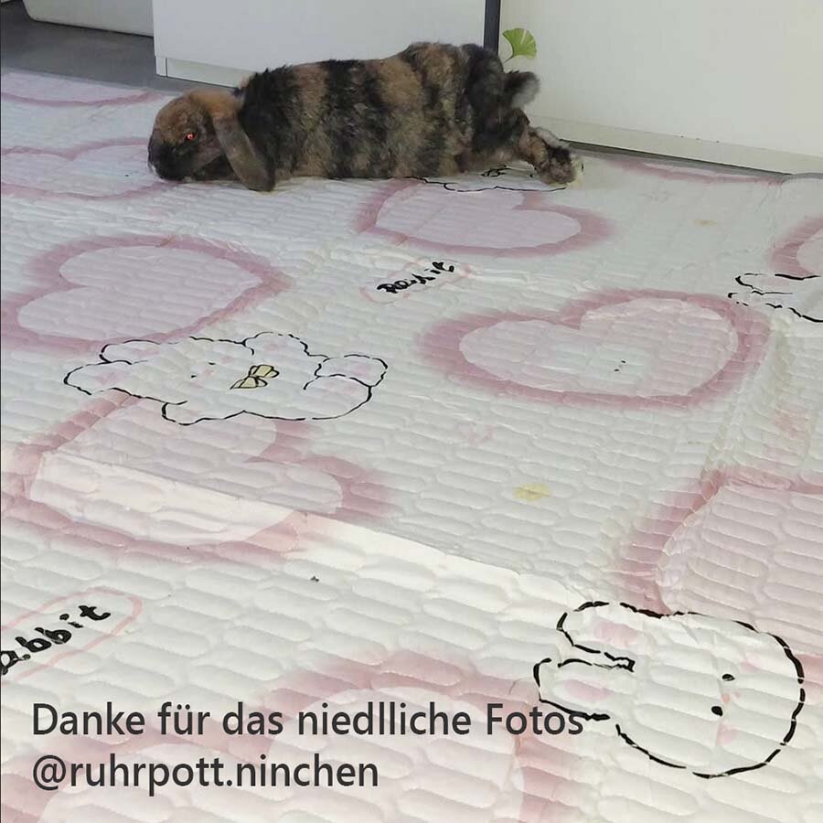 pipipad paws up 50x70 cm