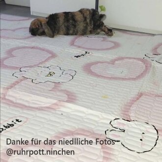 pipipad paws up 50x70 cm