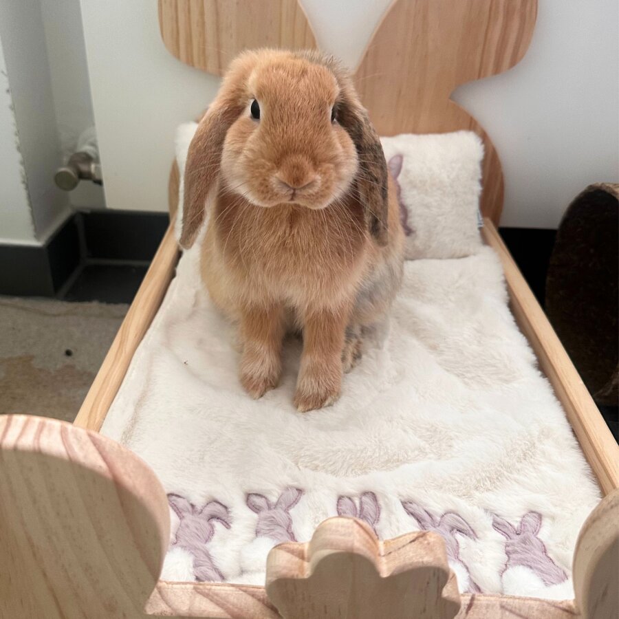 Hopplwerk bed Klopfer