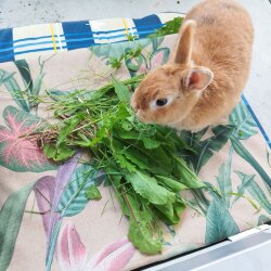 Kühlmatte outdoor jungle 40 x 50 cm