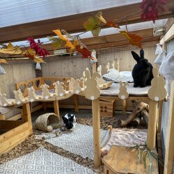 Hopplwerk Holzhasen ACHTUNG Ohne Schwanz aktuell