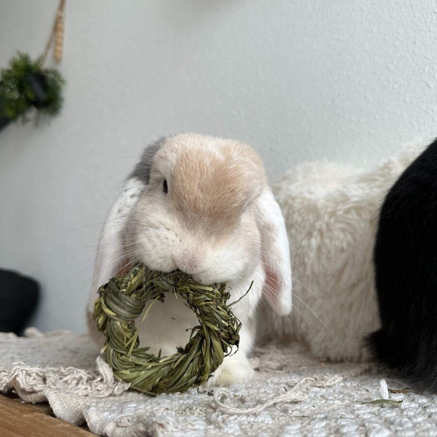 3 er Set Ringe aus Timothy Heu