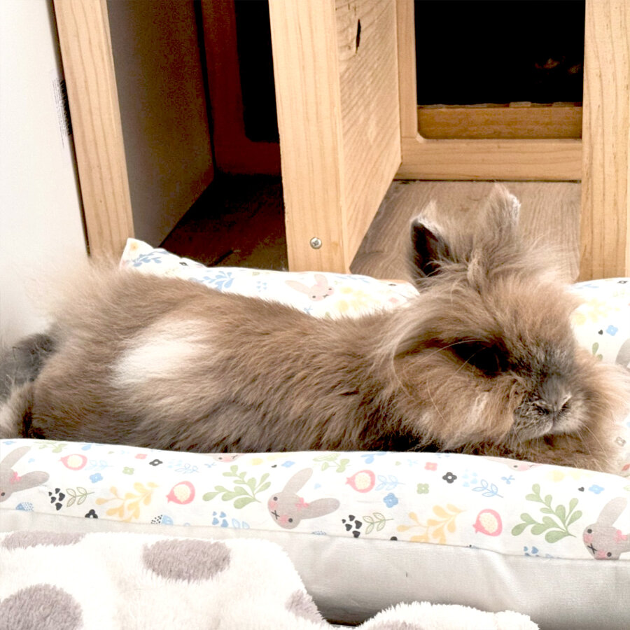 Plumpsi Basic Edition