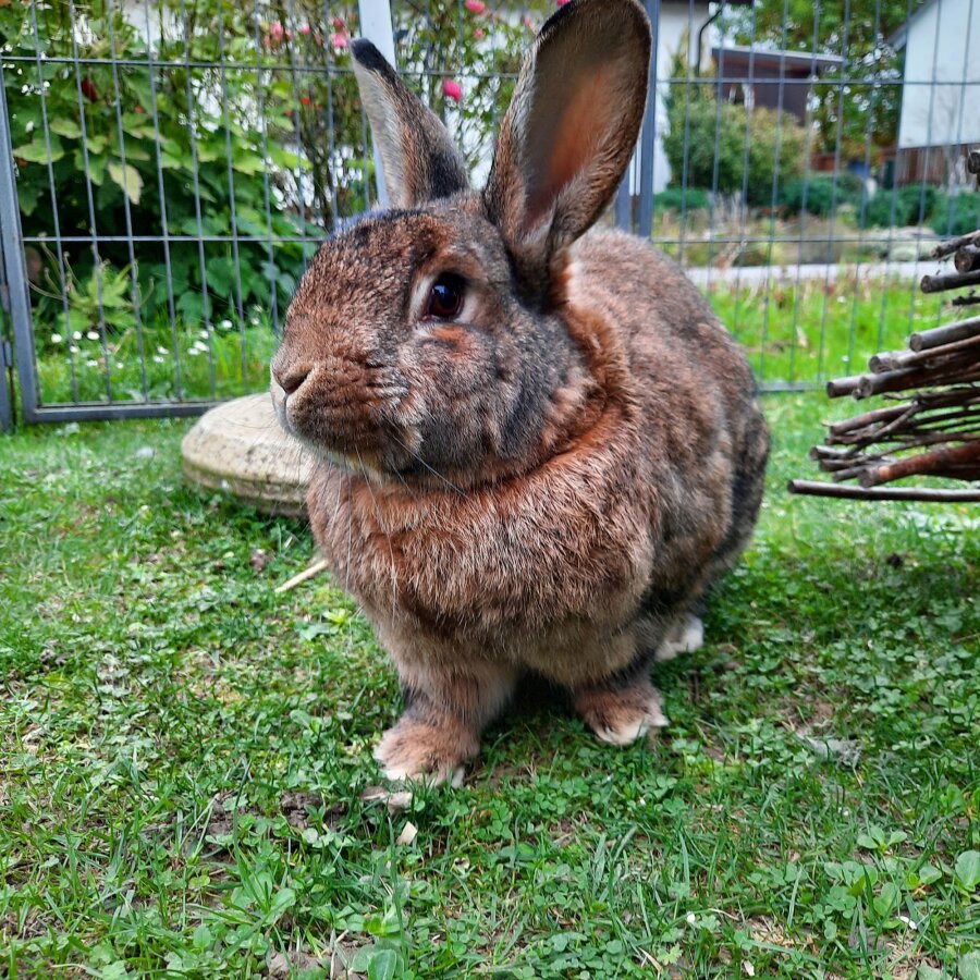 Spendenaktion - Grenzenlose Tierhilfe e.V.