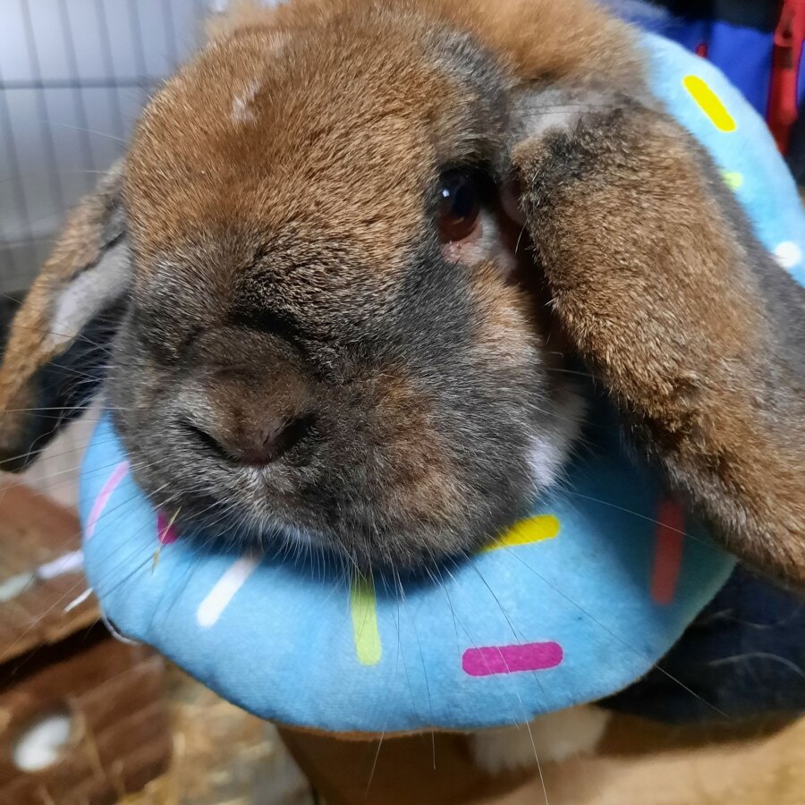 Spendenaktion - Grenzenlose Tierhilfe e.V.