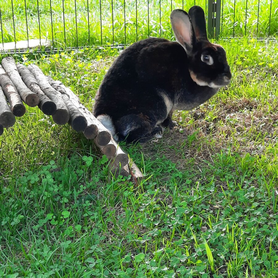 Spendenaktion - Grenzenlose Tierhilfe e.V.