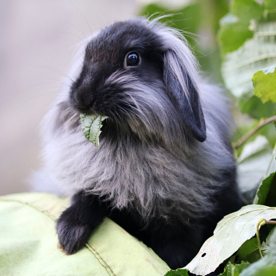 Spendenaktion - Grenzenlose Tierhilfe e.V.