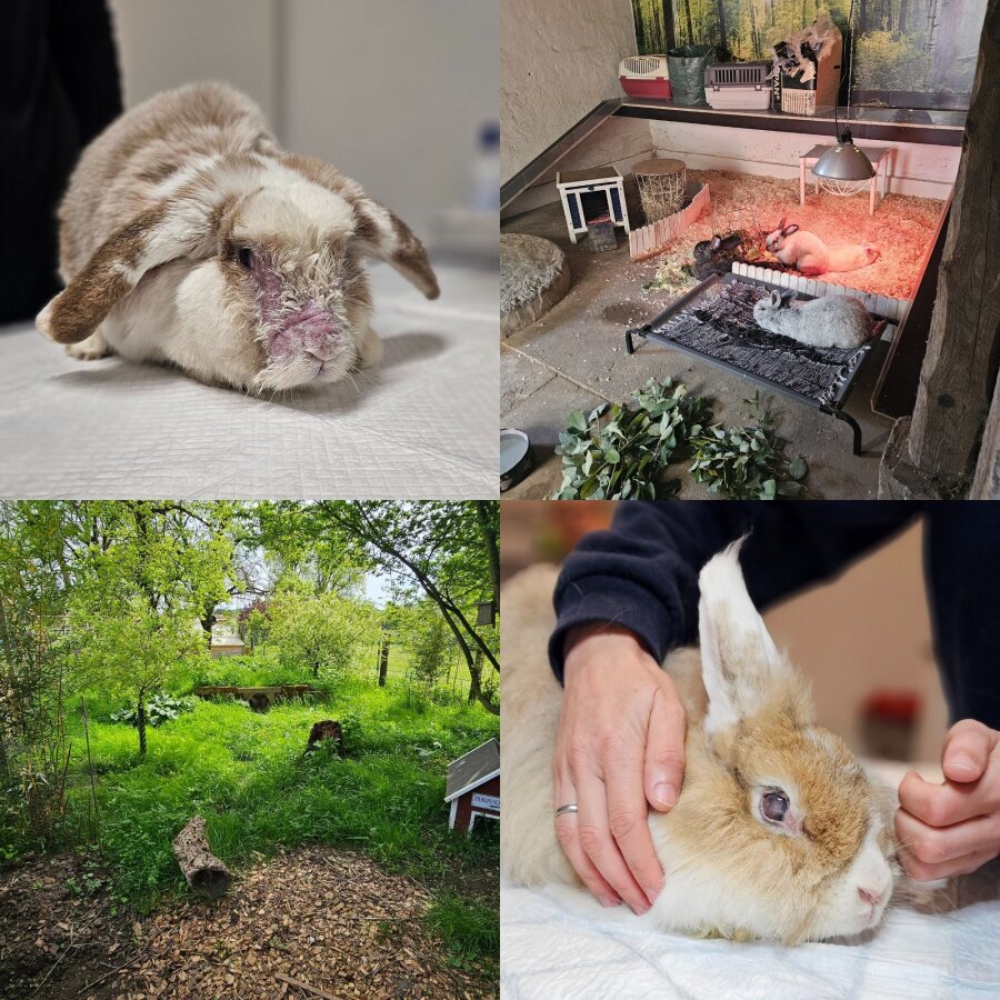 Spendenaktion - Tierschutzhof Hachmühlen e.V.