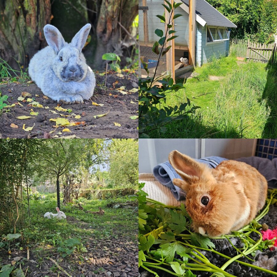 Spendenaktion - Tierschutzhof Hachmühlen e.V.