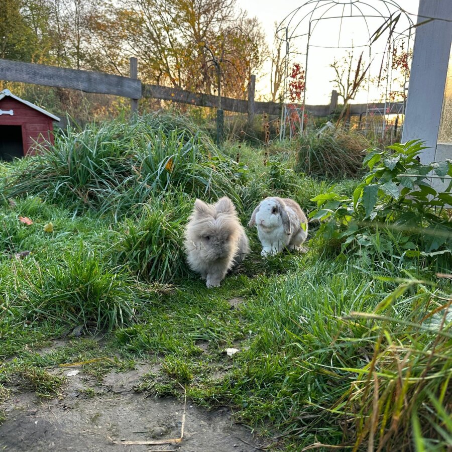Spendenaktion - Tierschutzhof Hachmühlen e.V.