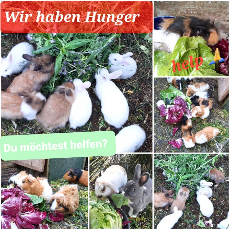 Spendenaktion - Notstation/ Auffangstation M. Lampe