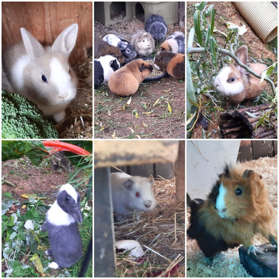 Spendenaktion - Notstation/ Auffangstation M. Lampe