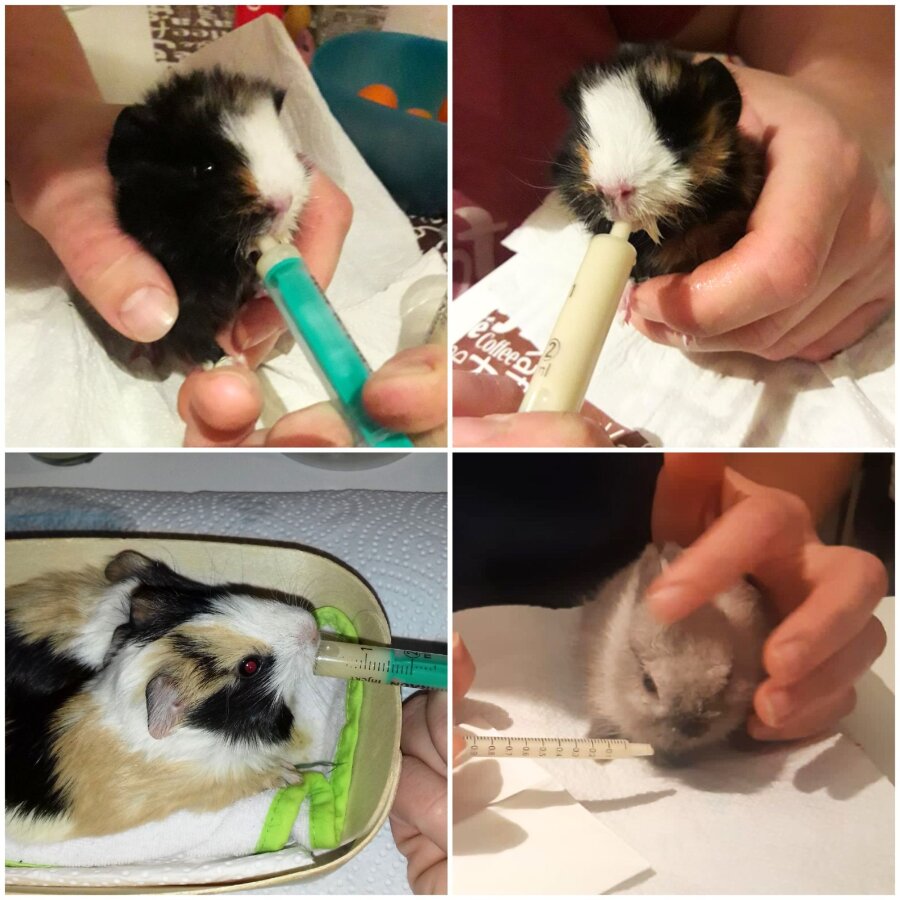 Spendenaktion - Notstation/ Auffangstation M. Lampe