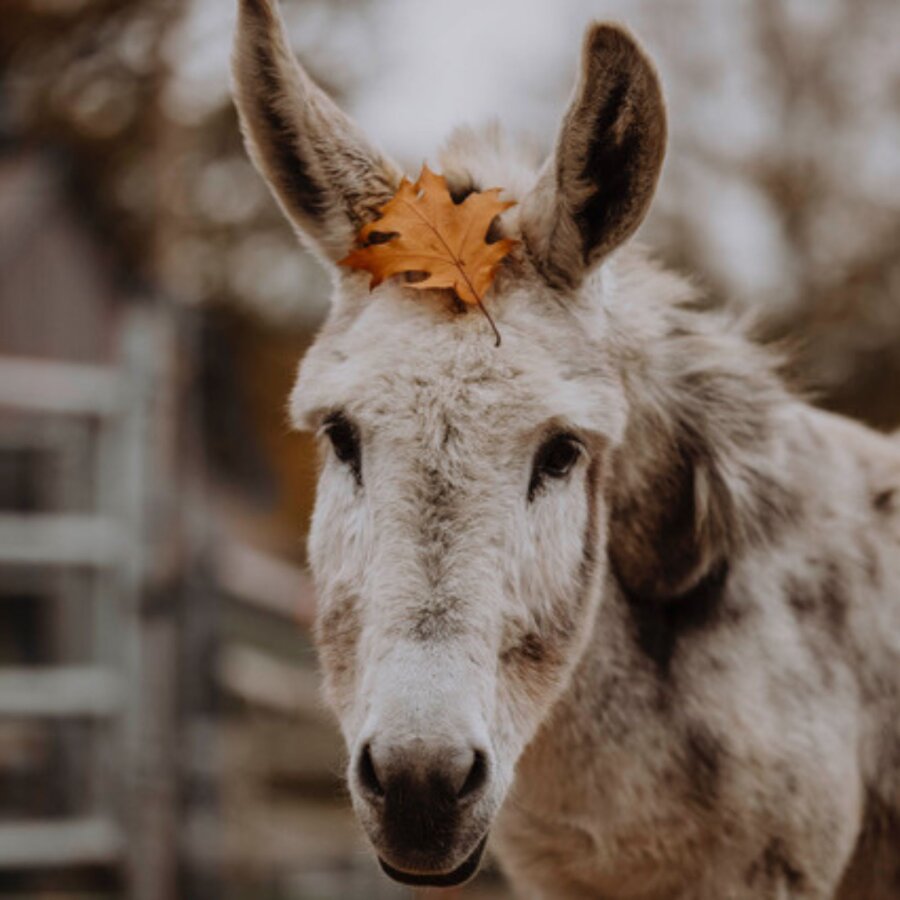 Spendenaktion - Sentana Stiftung