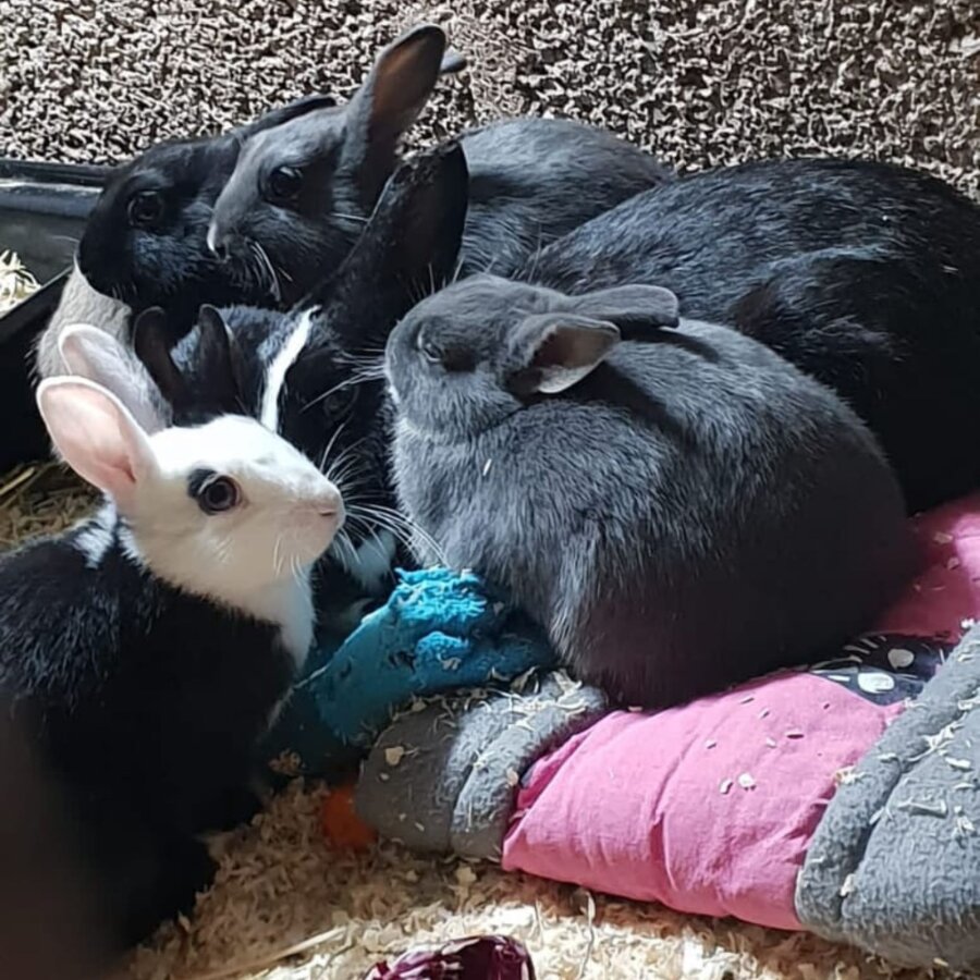 Spendenaktion - Tiere in Not Saar e.V.