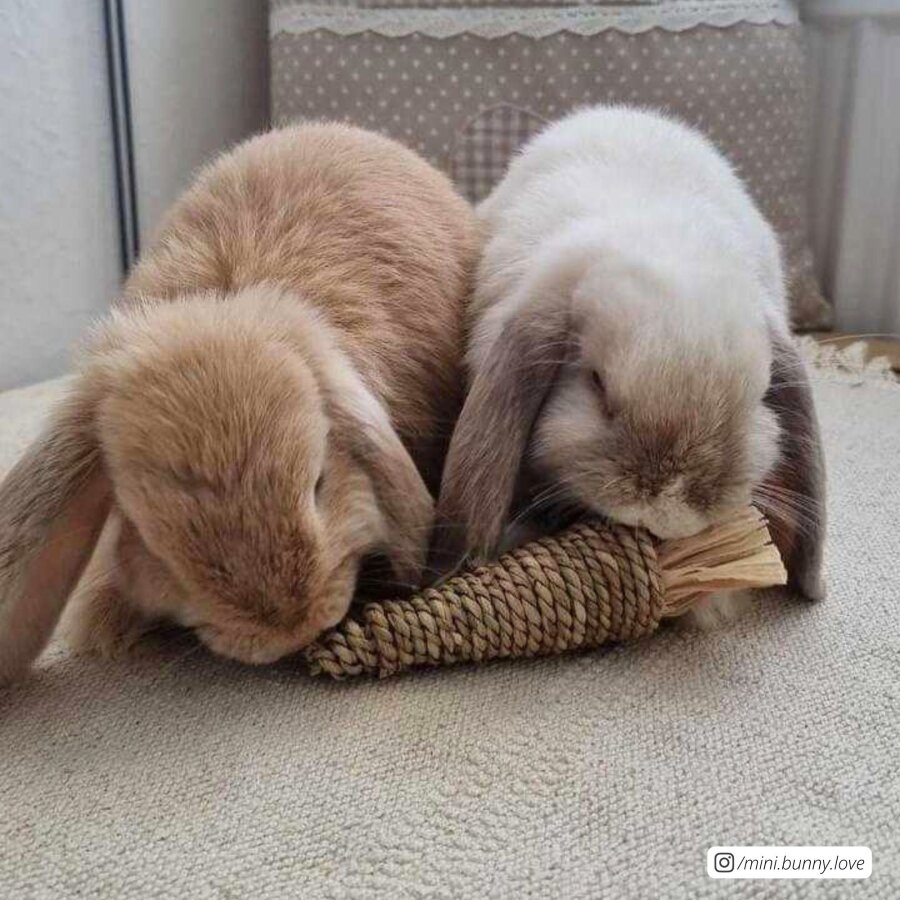 Wasserhyacinthen Möhre