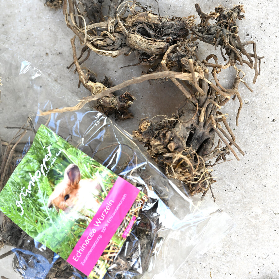 Echinacea Wurzeln