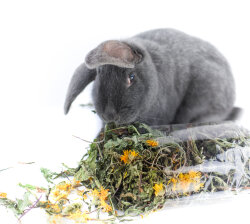 grünhopper Butterblumenwiese 100 g