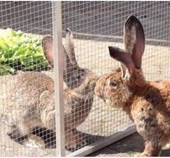 Spendenaktion - Kaninchenrettung e.V. aus Butzbach
