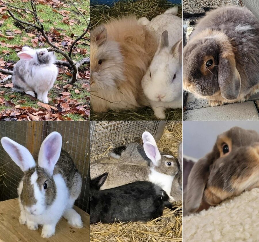 Spendenaktion - Gnadenhof Tierchenpark e.V.