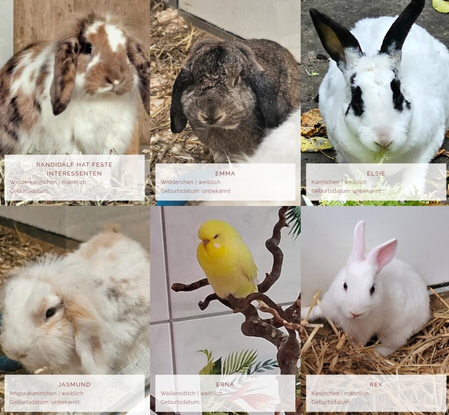 Spendenaktion - Tierheim Mönchengladbach