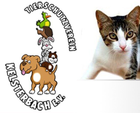 Spendenaktion - Tierschutzverein Kelsterbach e.V.