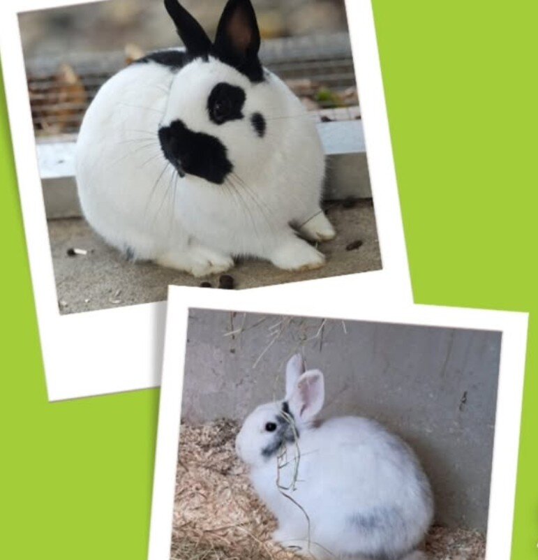 Spendenaktion - Tierheim Bonn