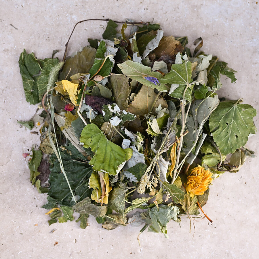 grünhopper Chinchilla