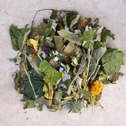 grünhopper Chinchilla