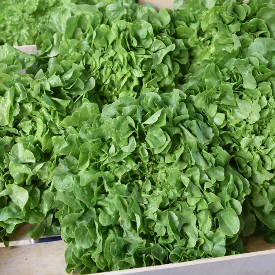 Expressfrische Salatbox 10 Stück