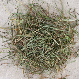 Premium Timothy Heu 1. Schnitt