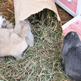 Premium Timothy Heu 1. Schnitt