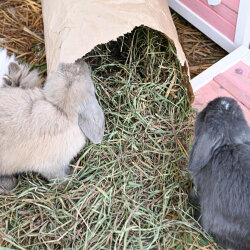 Premium Timothy Heu 1. Schnitt