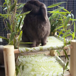 Hammock Doppeldecker