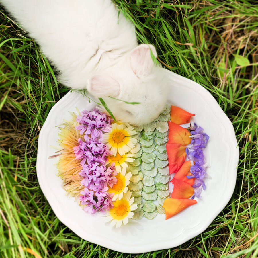 grünhopper Erbsenflocken